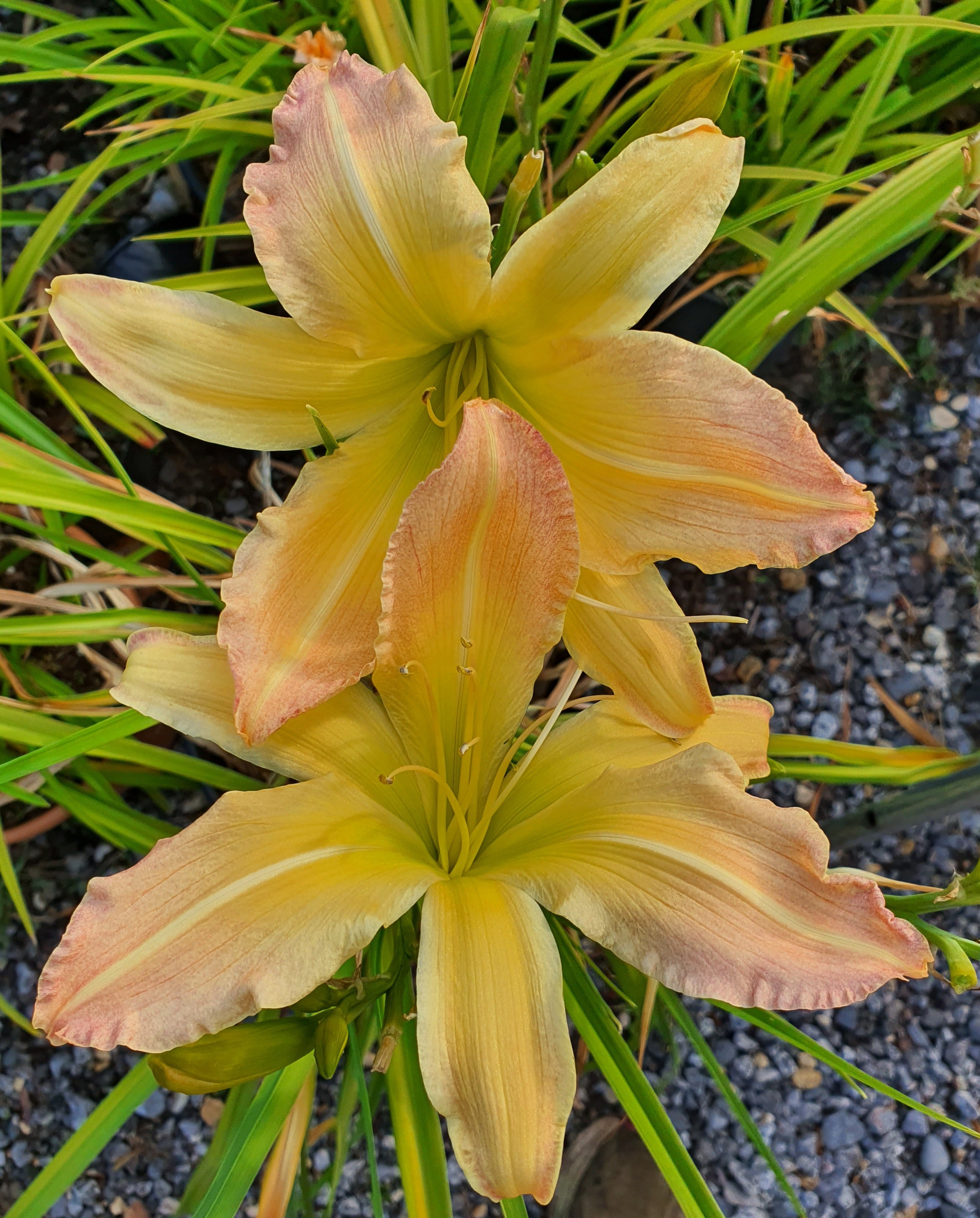 Hemerocallis 'Mormon Spider'