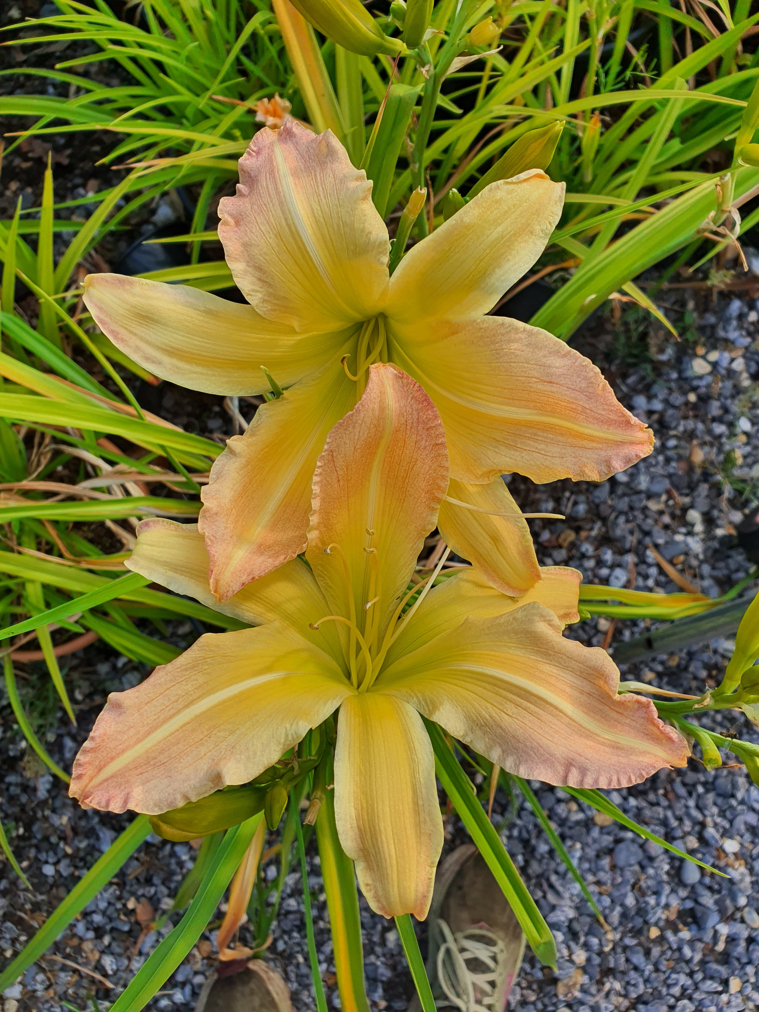 Hemerocallis 'Mormon Spider'
