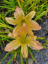 Hemerocallis 'Mormon Spider'