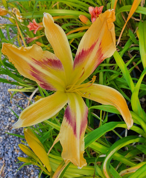 Hemerocallis 'Emmaus'