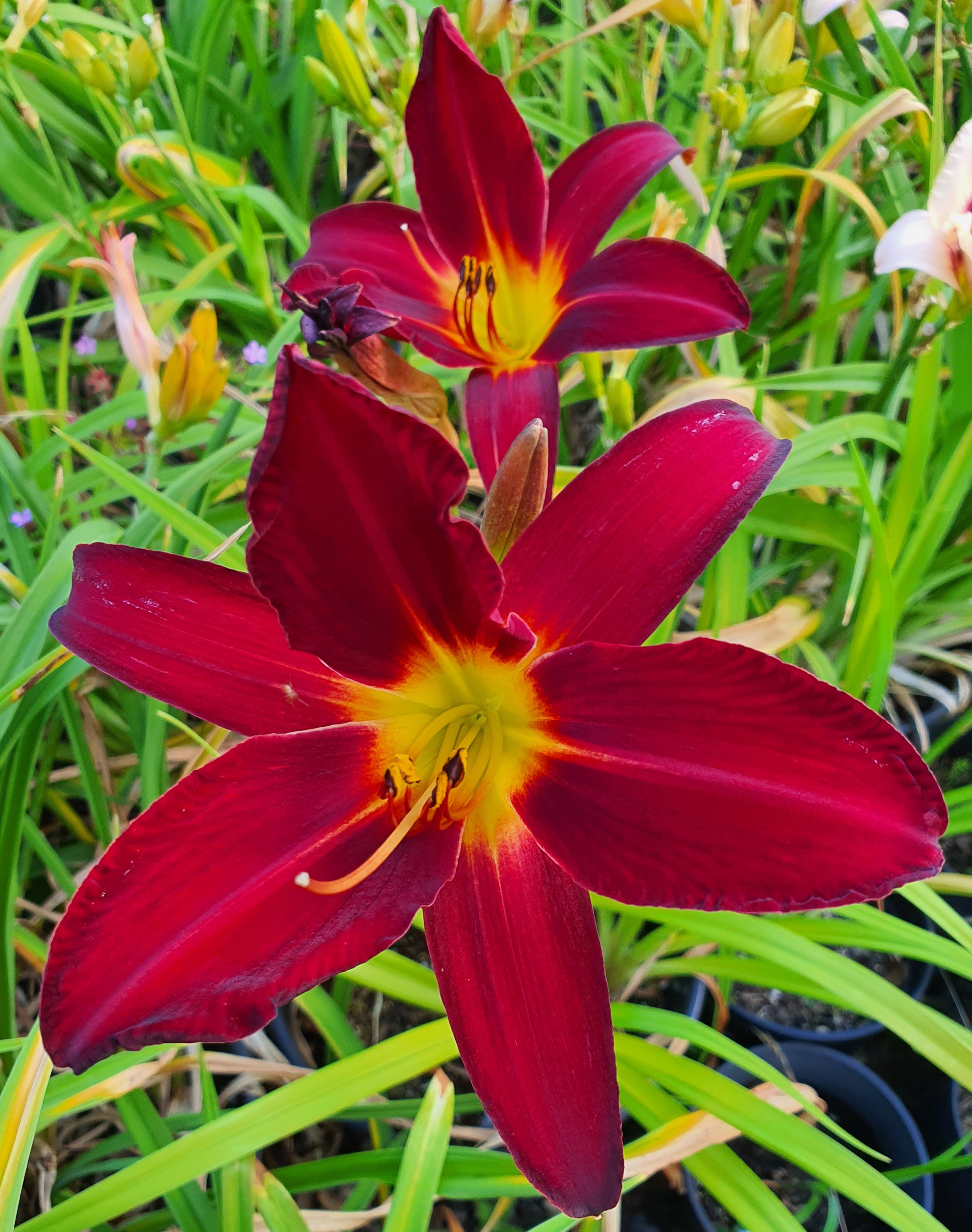 Hemerocallis 'Spiderman'