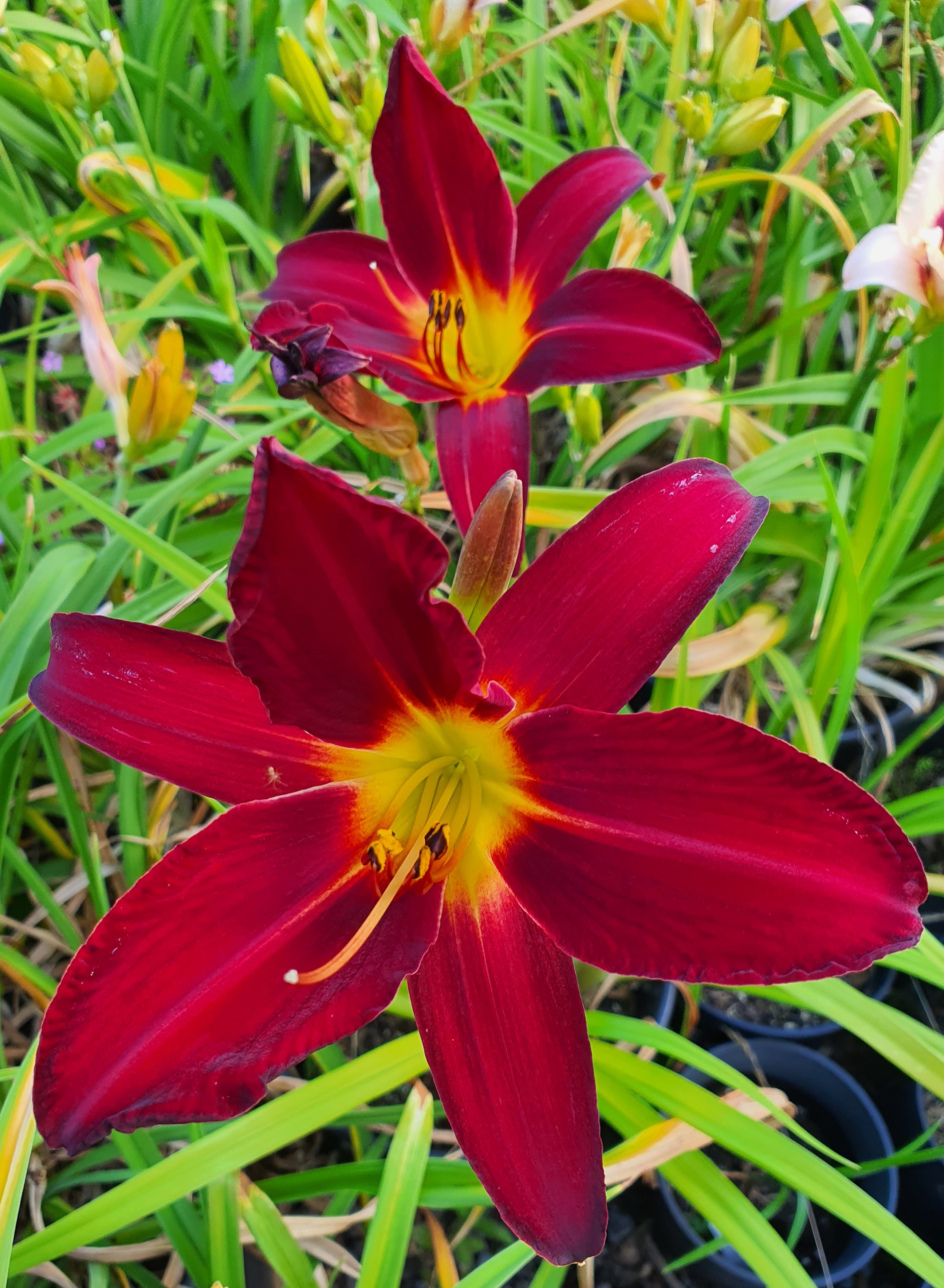 Hemerocallis 'Spiderman'