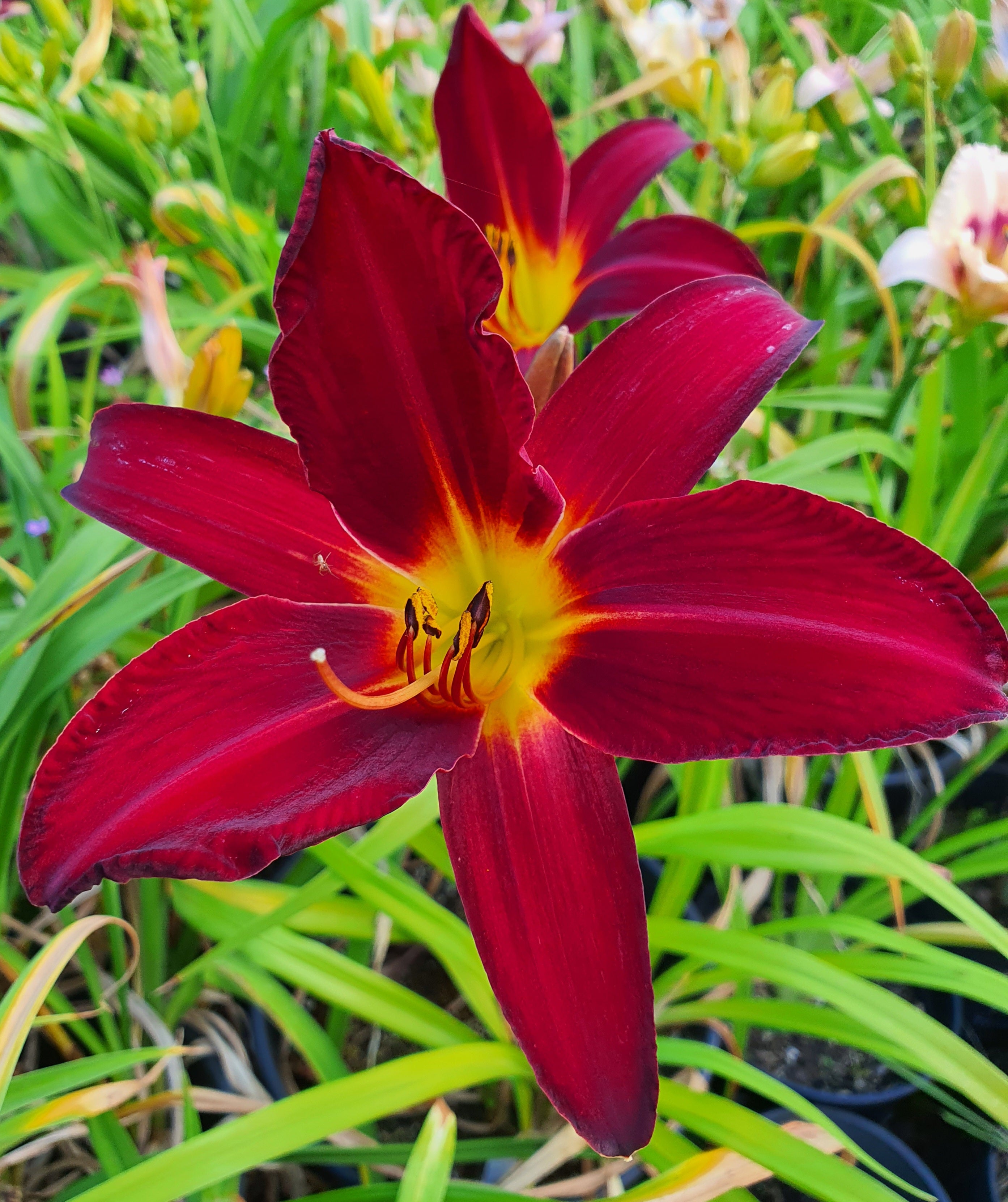 Hemerocallis 'Spiderman'