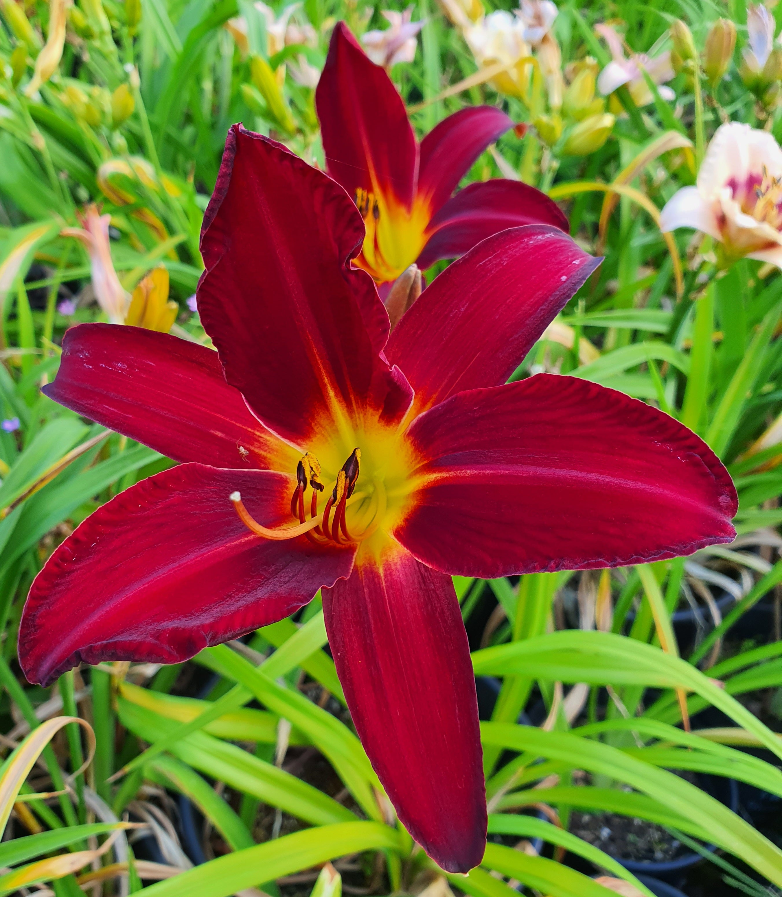 Hemerocallis 'Spiderman'