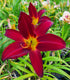 Hemerocallis 'Spiderman'