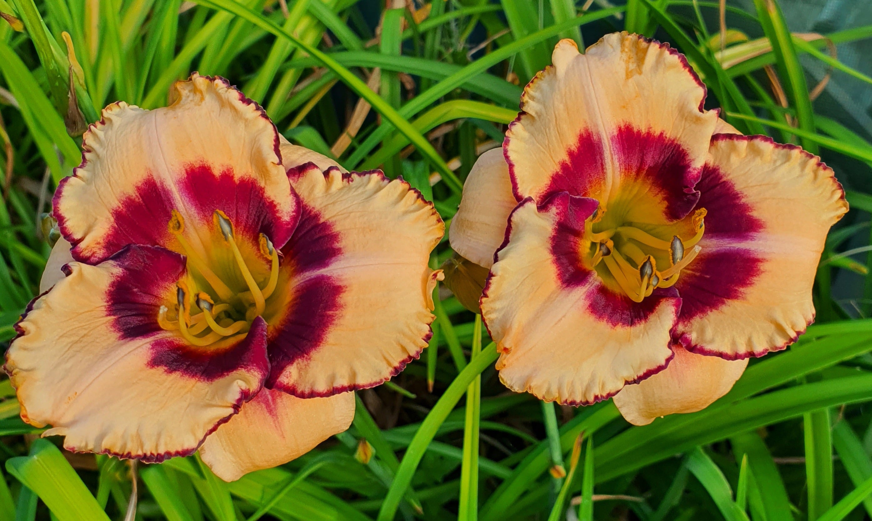 Hemerocallis 'Desert Bandit'