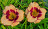 Hemerocallis 'Desert Bandit'
