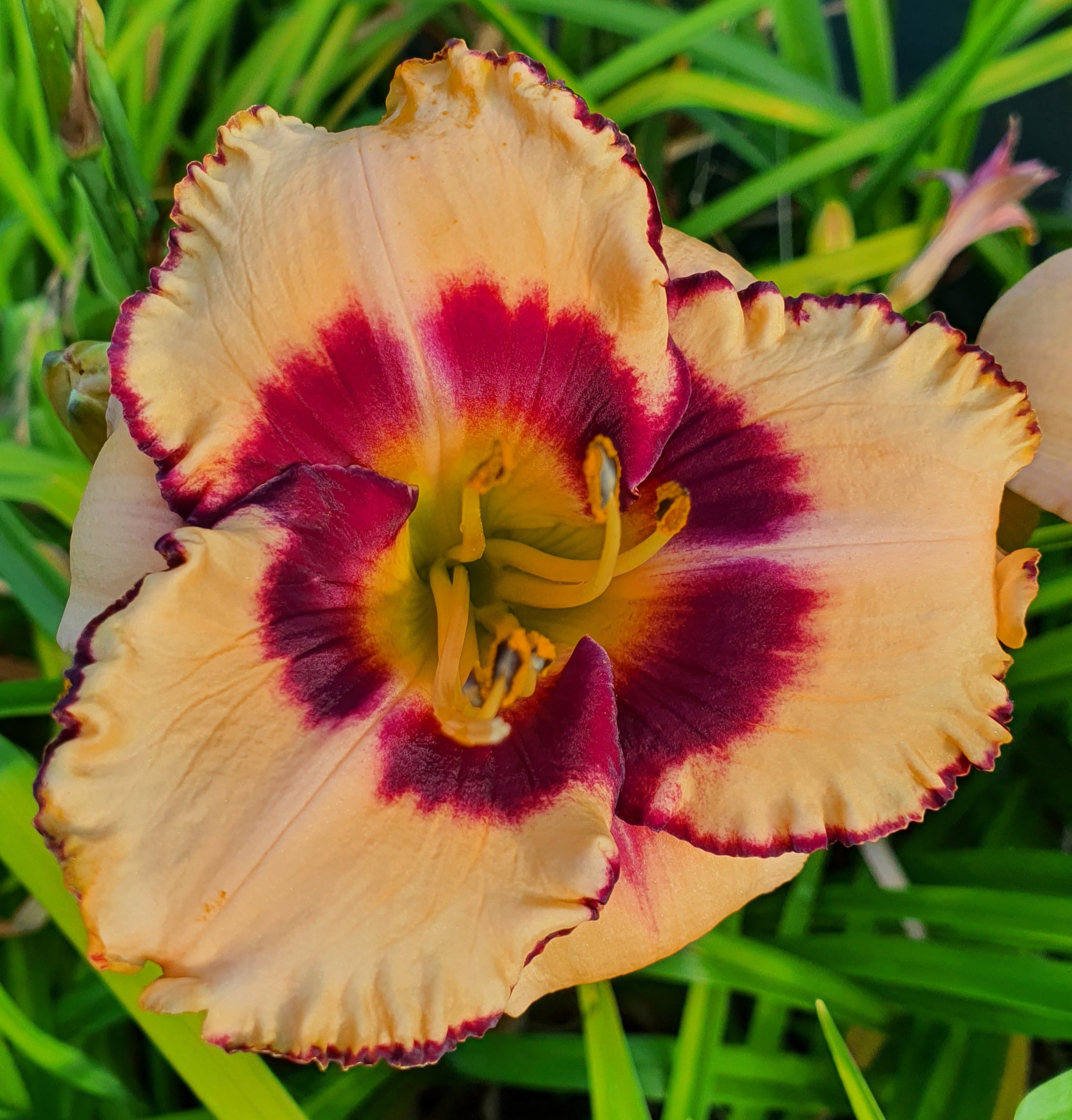 Hemerocallis 'Desert Bandit'
