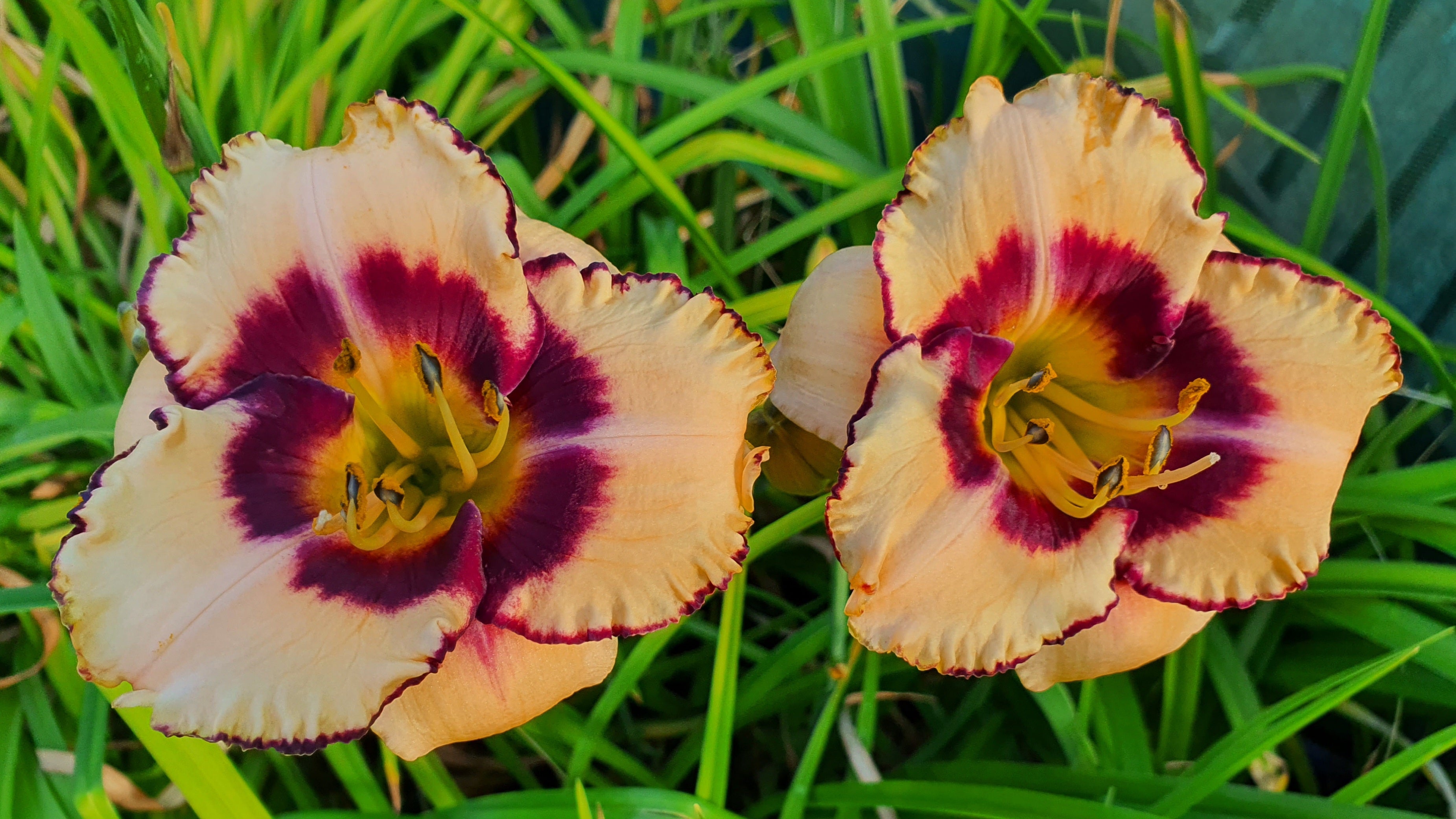 Hemerocallis 'Desert Bandit'