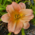 Hemerocallis 'Wayside Green Imp'