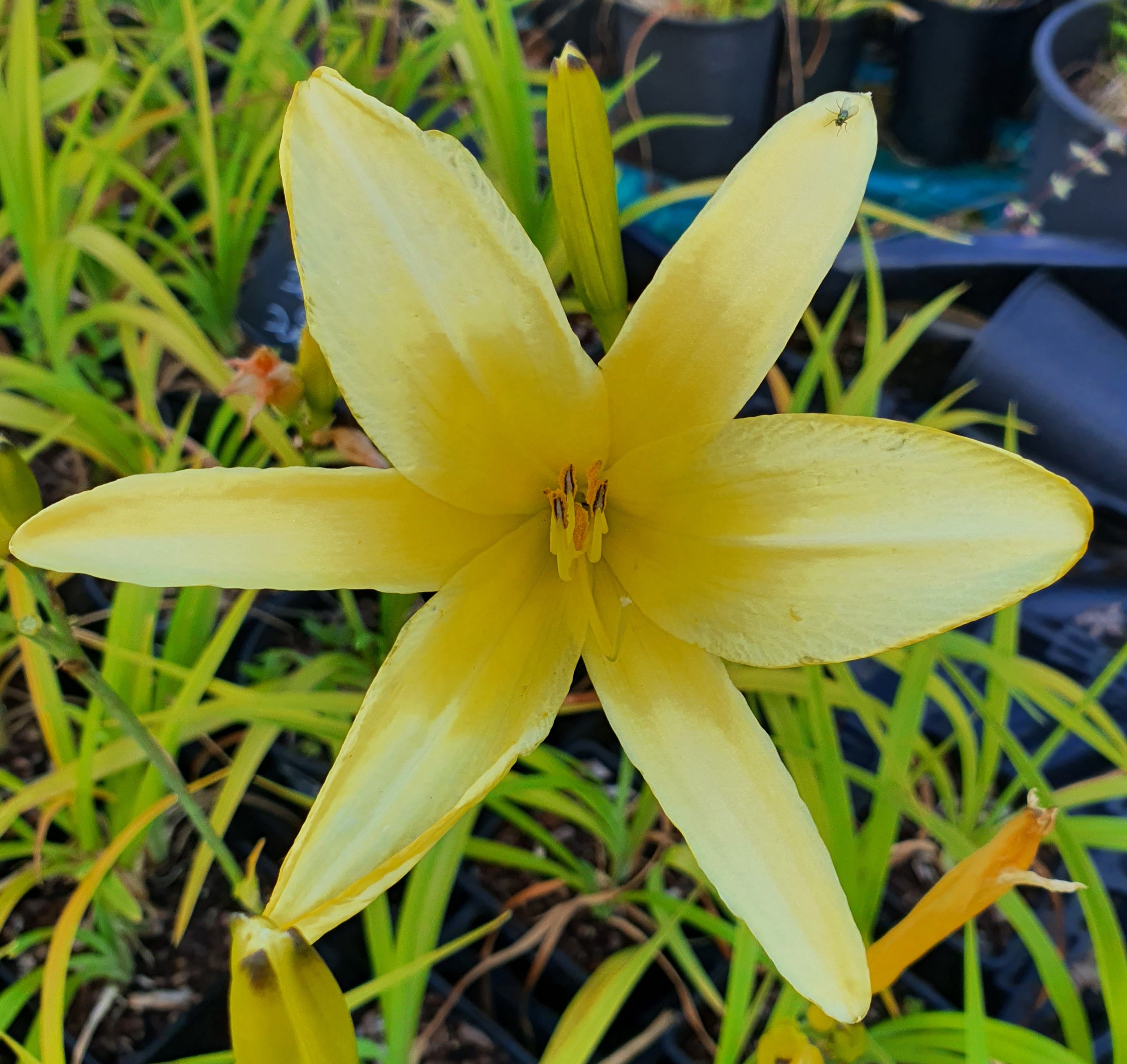 Hemerocallis 'Tetrina's Daughter'