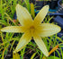 Hemerocallis 'Tetrina's Daughter'
