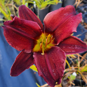 Hemerocallis 'Darkest Night'