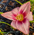 Hemerocallis 'Chicago Picotee Queen'