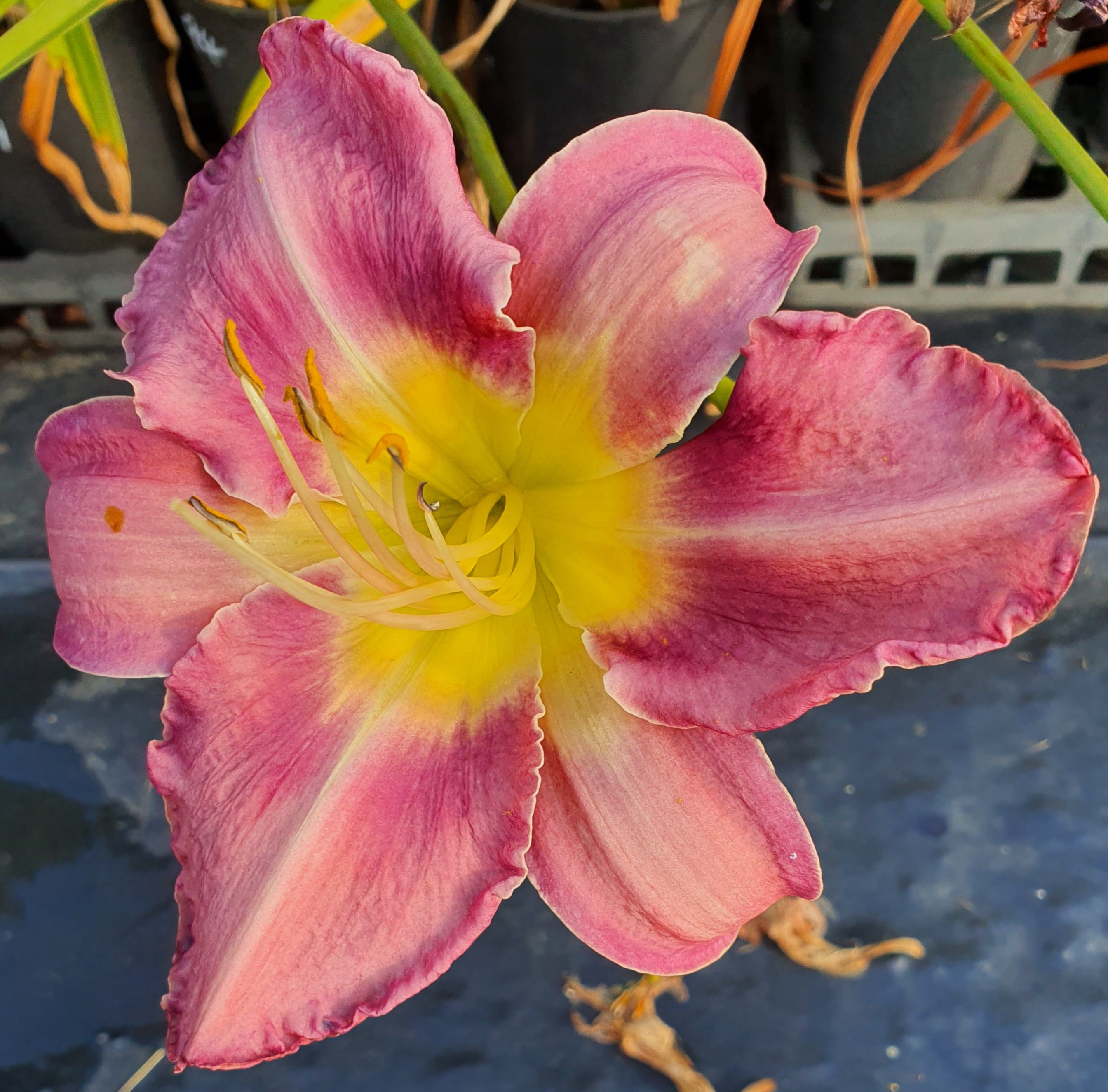Hemerocallis 'Chicago Cattleya'