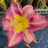 Hemerocallis 'Chicago Cattleya'