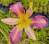 Hemerocallis 'Chicago Cattleya'