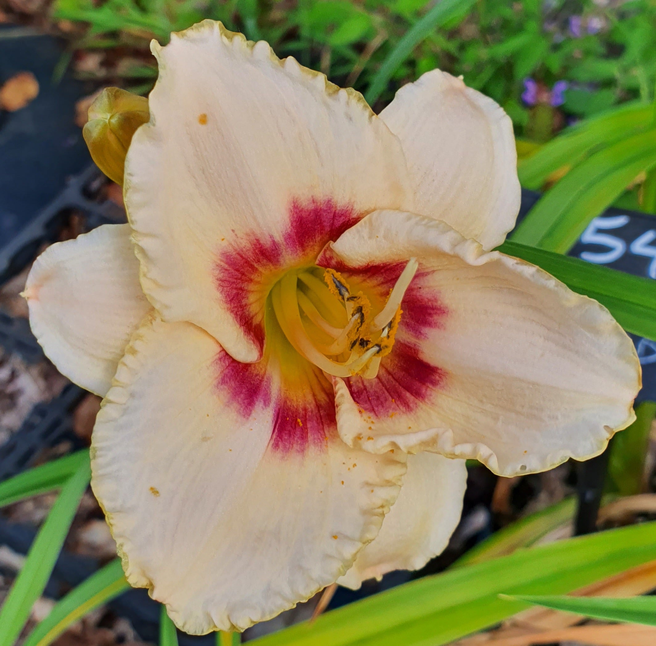 Hemerocallis 'Blueberry Candy'