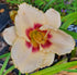 Hemerocallis 'Blueberry Candy'