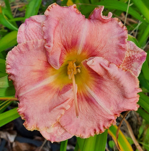 Hemerocallis 'Beyond 2000'