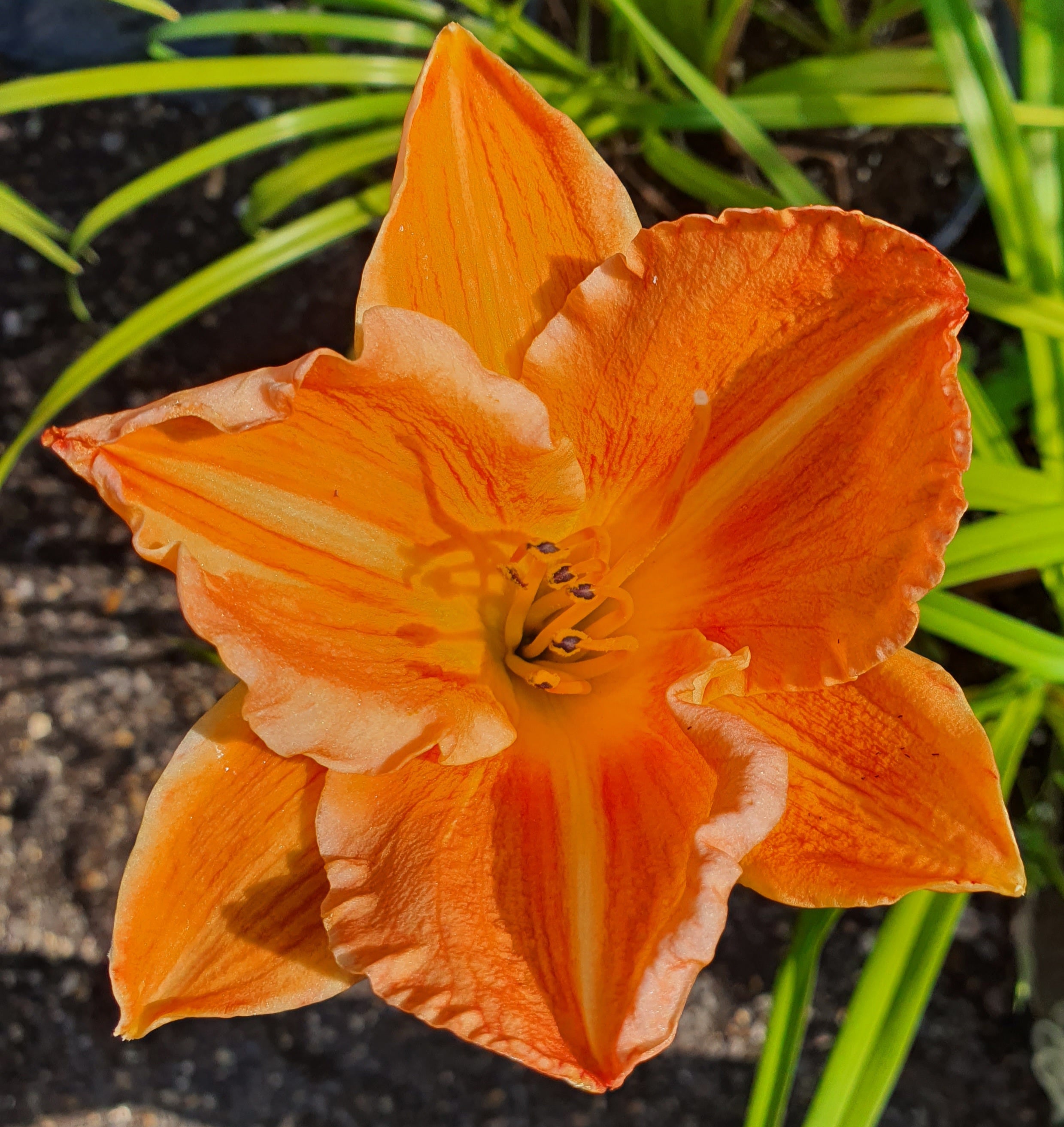 Hemerocallis 'English Toffee'