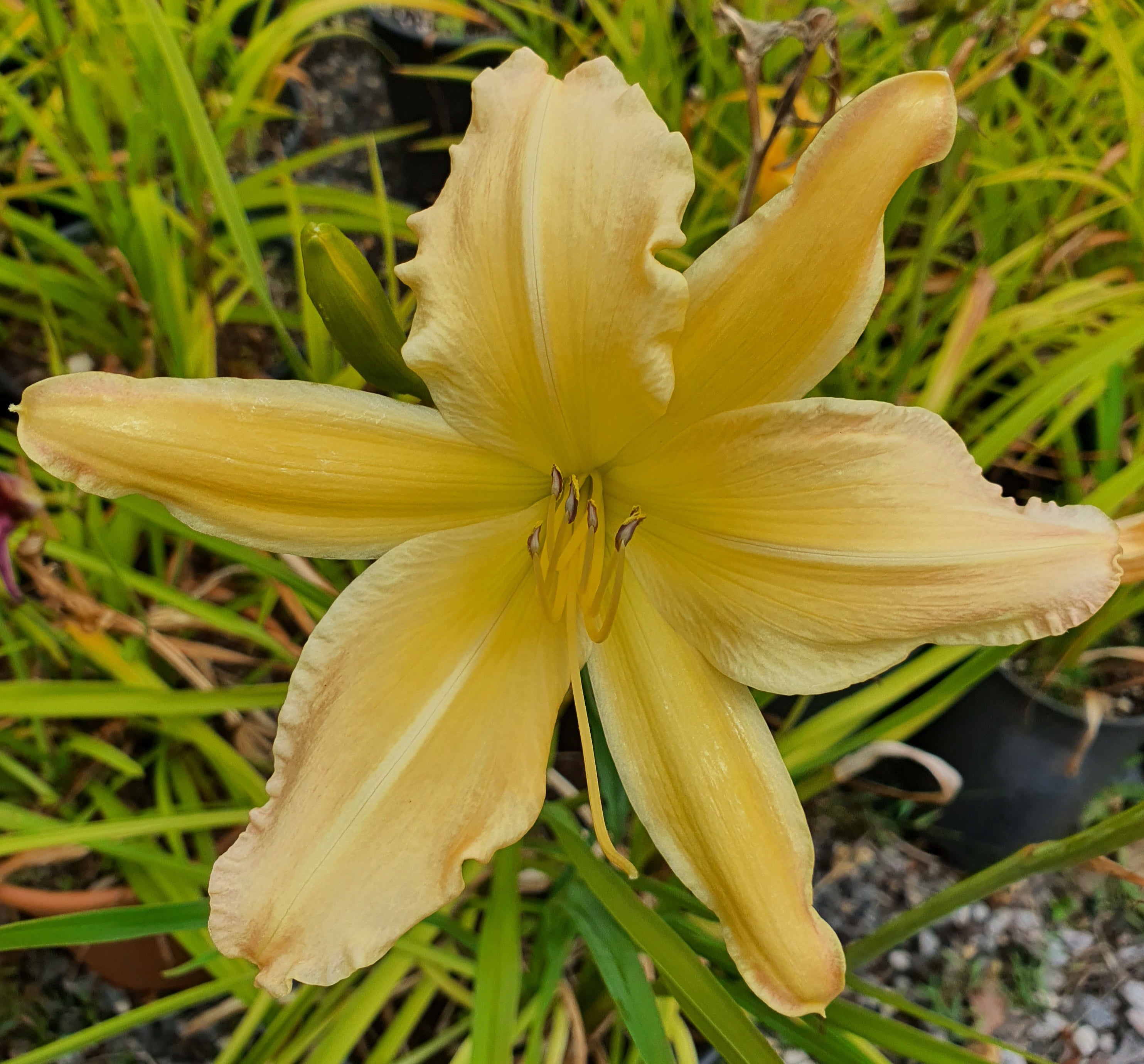 Hemerocallis 'Mormon Spider'