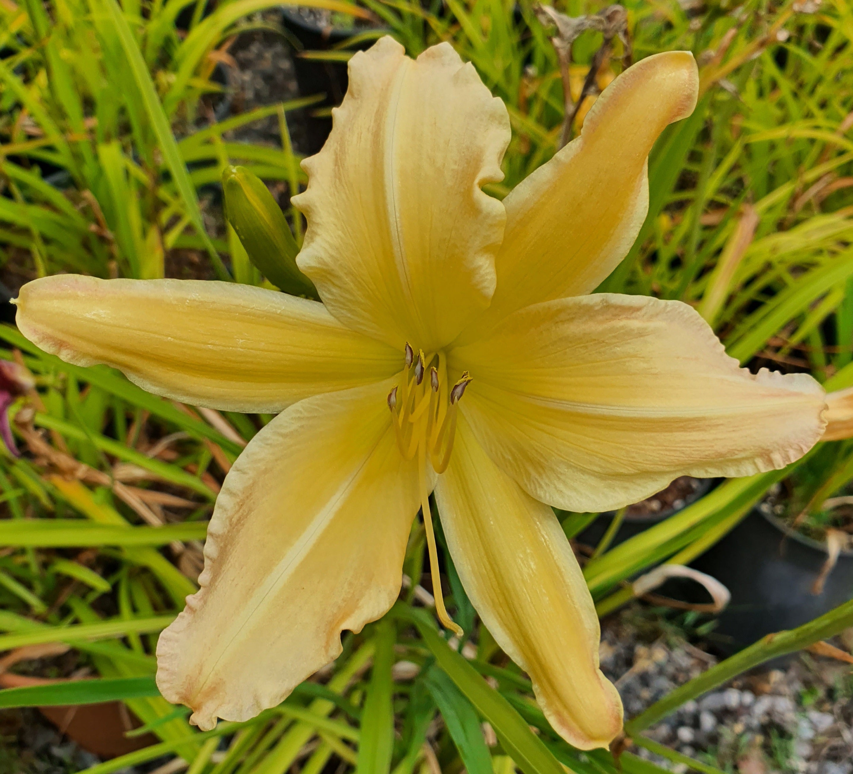 Hemerocallis 'Mormon Spider'