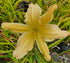 Hemerocallis 'Mormon Spider'