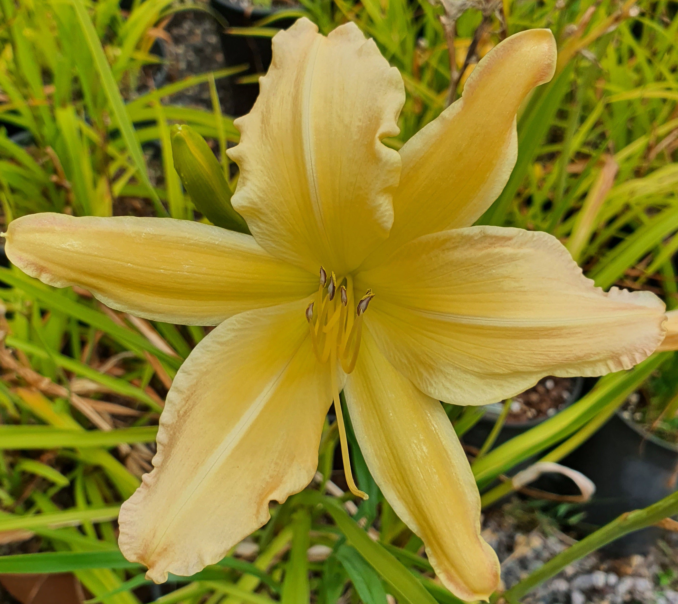 Hemerocallis 'Mormon Spider'