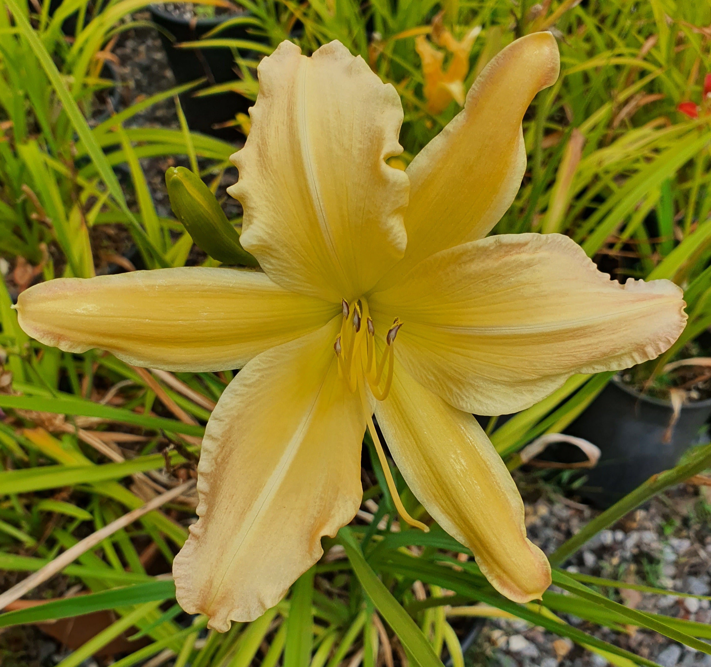 Hemerocallis 'Mormon Spider'