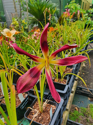 Hemerocallis 'Chokecherry Mountain'