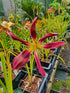 Hemerocallis 'Chokecherry Mountain'