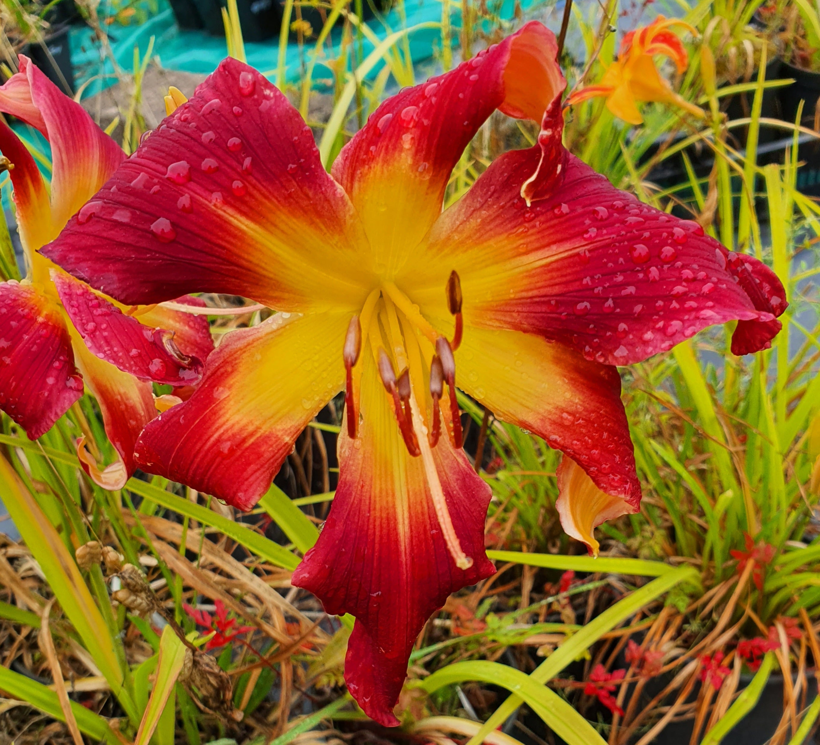 Hemerocallis 'Puppet Lady' ..