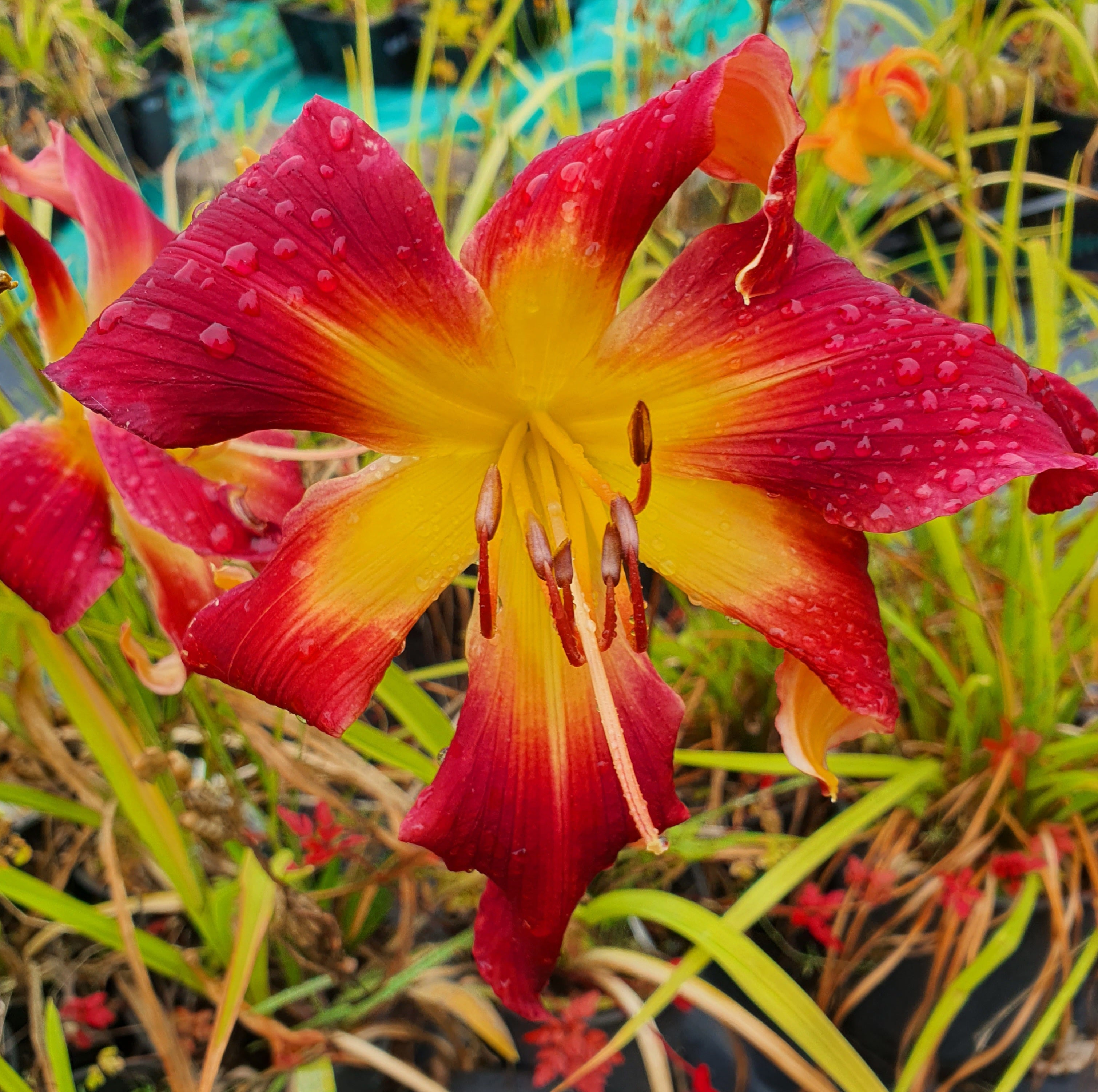 Hemerocallis 'Puppet Lady' ..