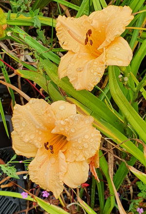 Hemerocallis 'Naomi Ruth'