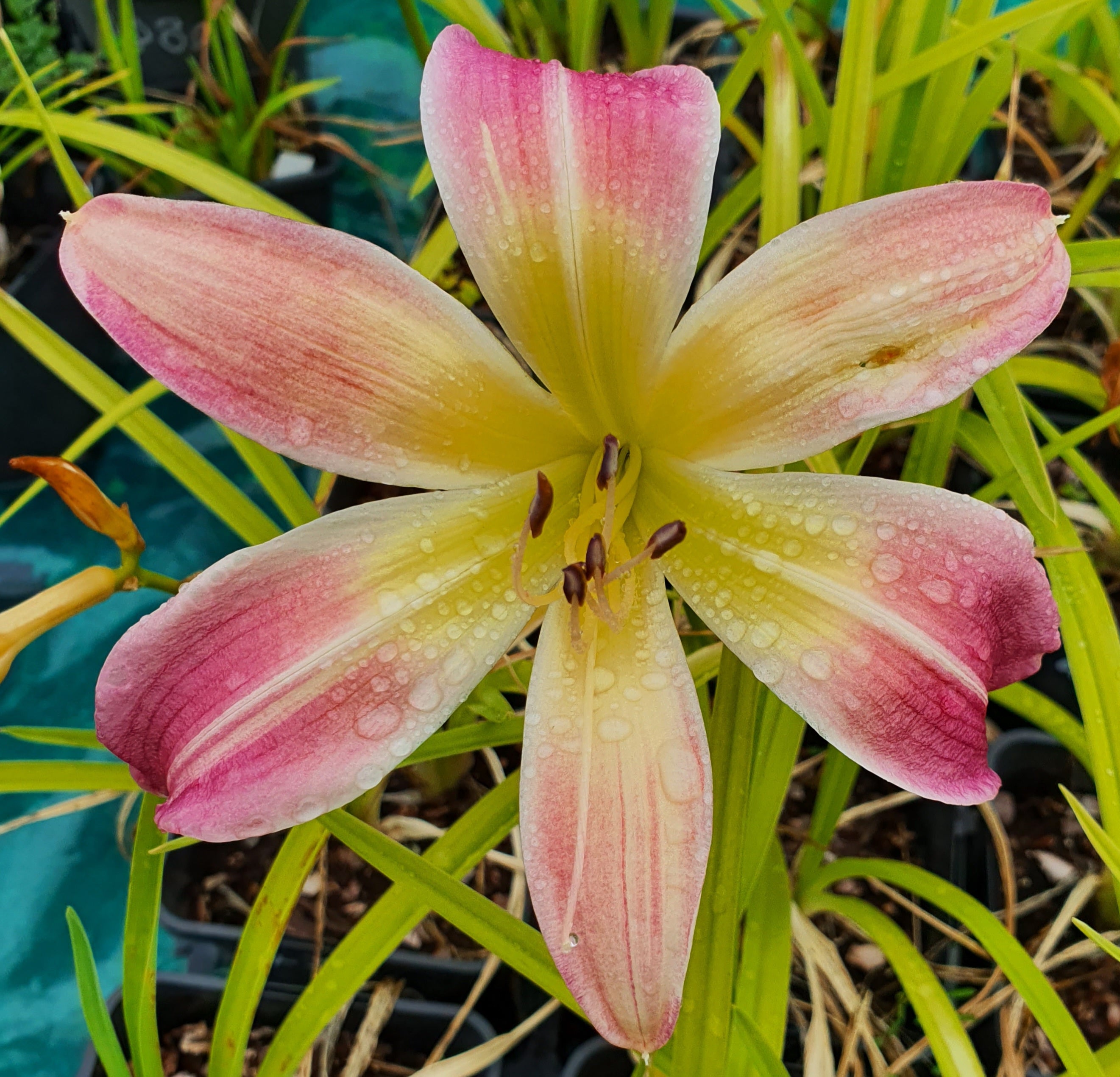 Hemerocallis 'Wilson Spider' ...