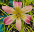 Hemerocallis 'Wilson Spider' ...