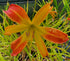 Hemerocallis 'Tarantula'