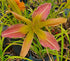 Hemerocallis 'Dancing Summerbird'