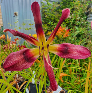 Hemerocallis 'Chokecherry Mountain'