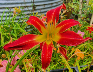 Hemerocallis 'Stoplight'