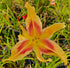 Hemerocallis 'Lady Neva'