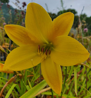 Hemerocallis 'Lemon Bells'