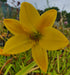 Hemerocallis 'Lemon Bells'
