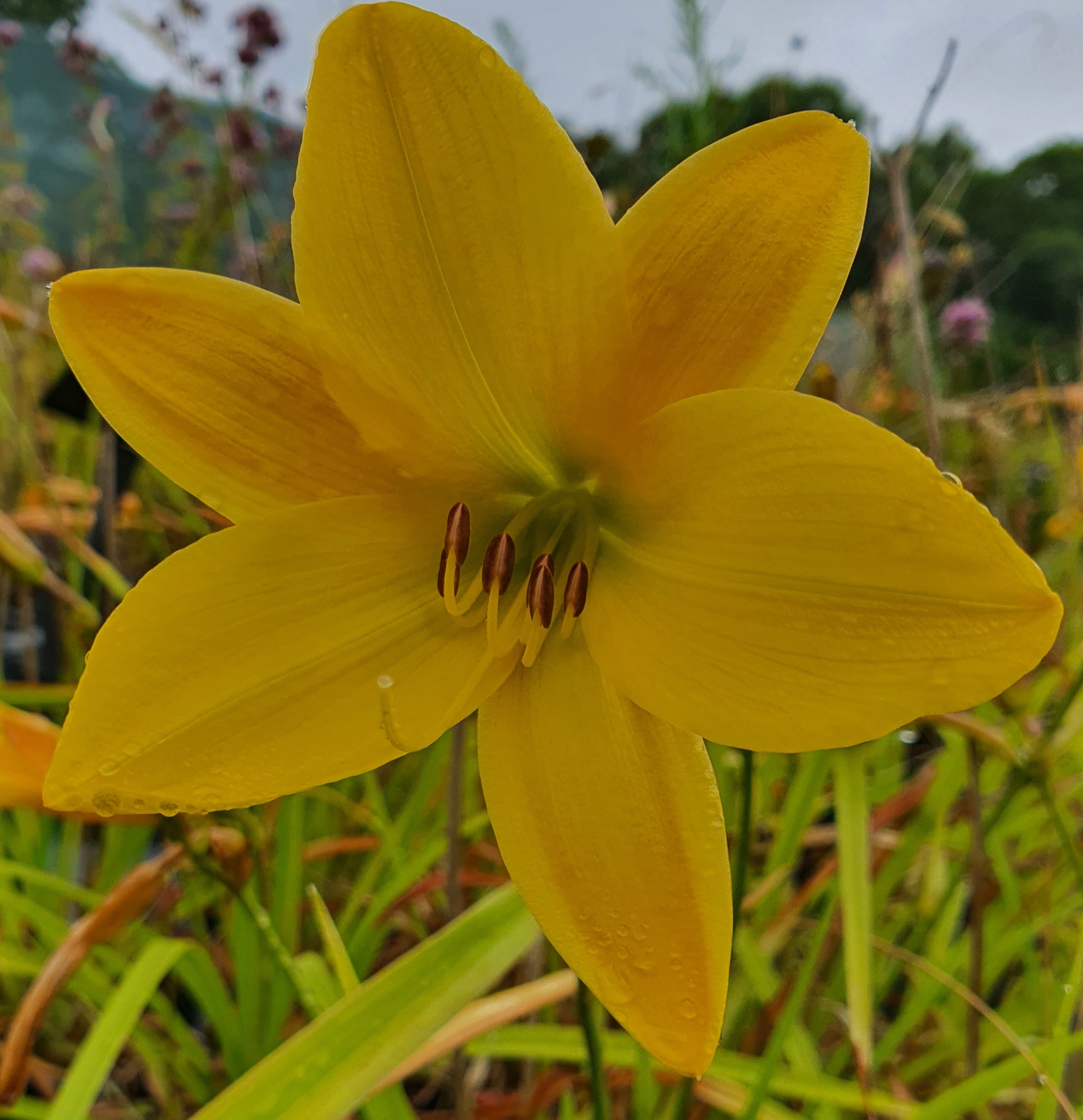 Hemerocallis 'Lemon Bells'