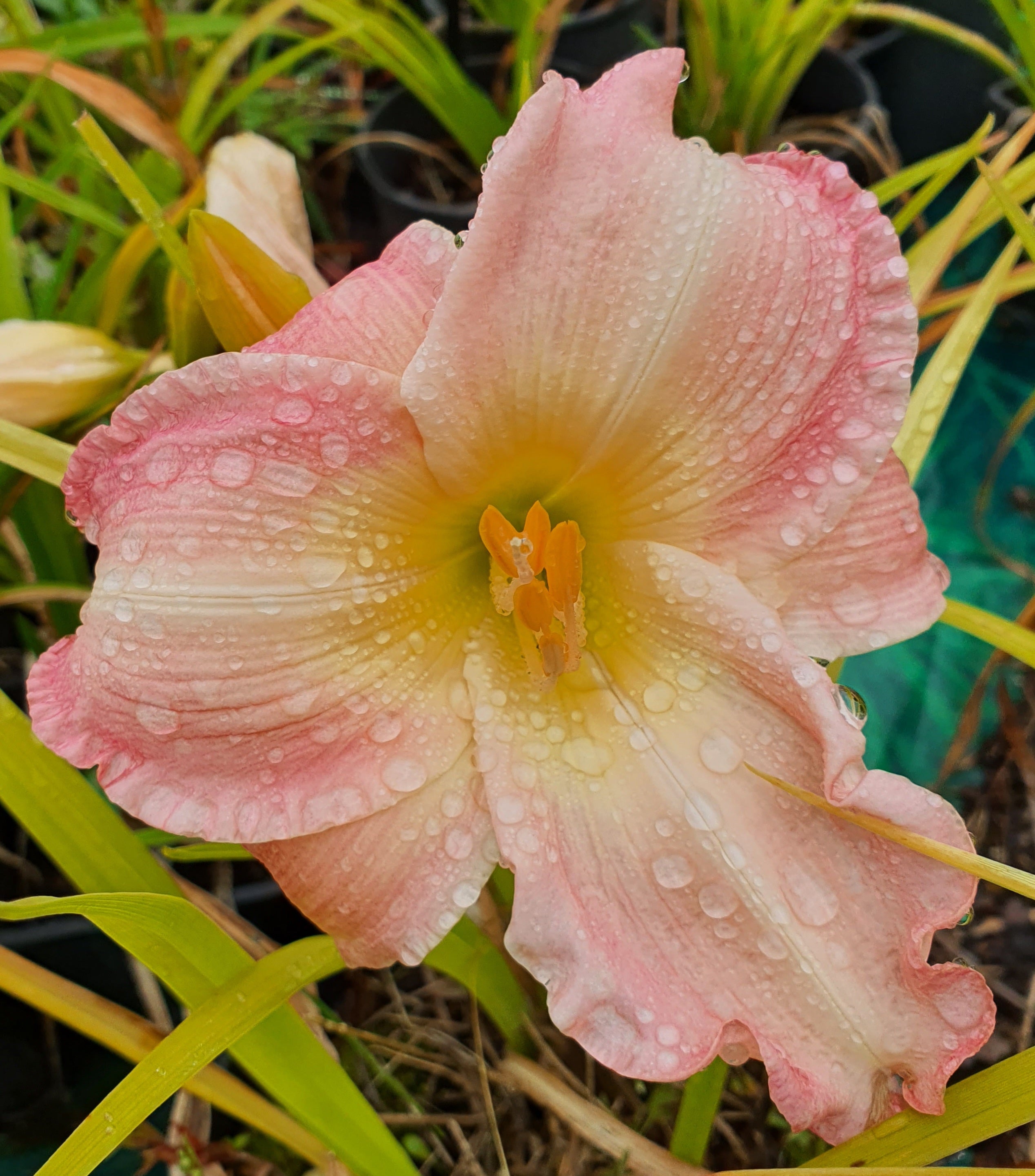Hemerocallis 'Susan Weber'