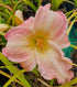 Hemerocallis 'Susan Weber'
