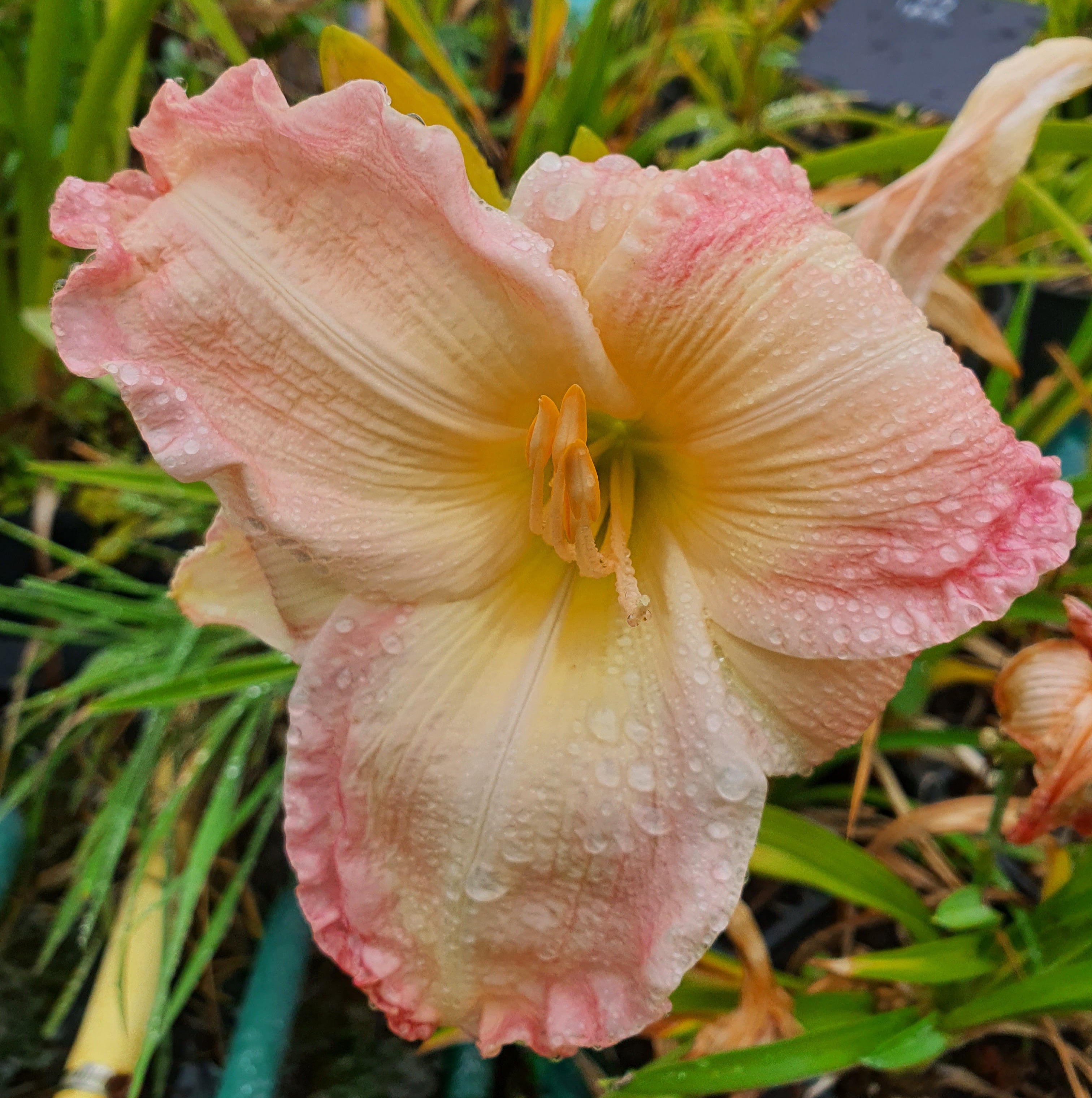 Hemerocallis 'Susan Weber'