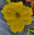 Hemerocallis 'Girl Scout'