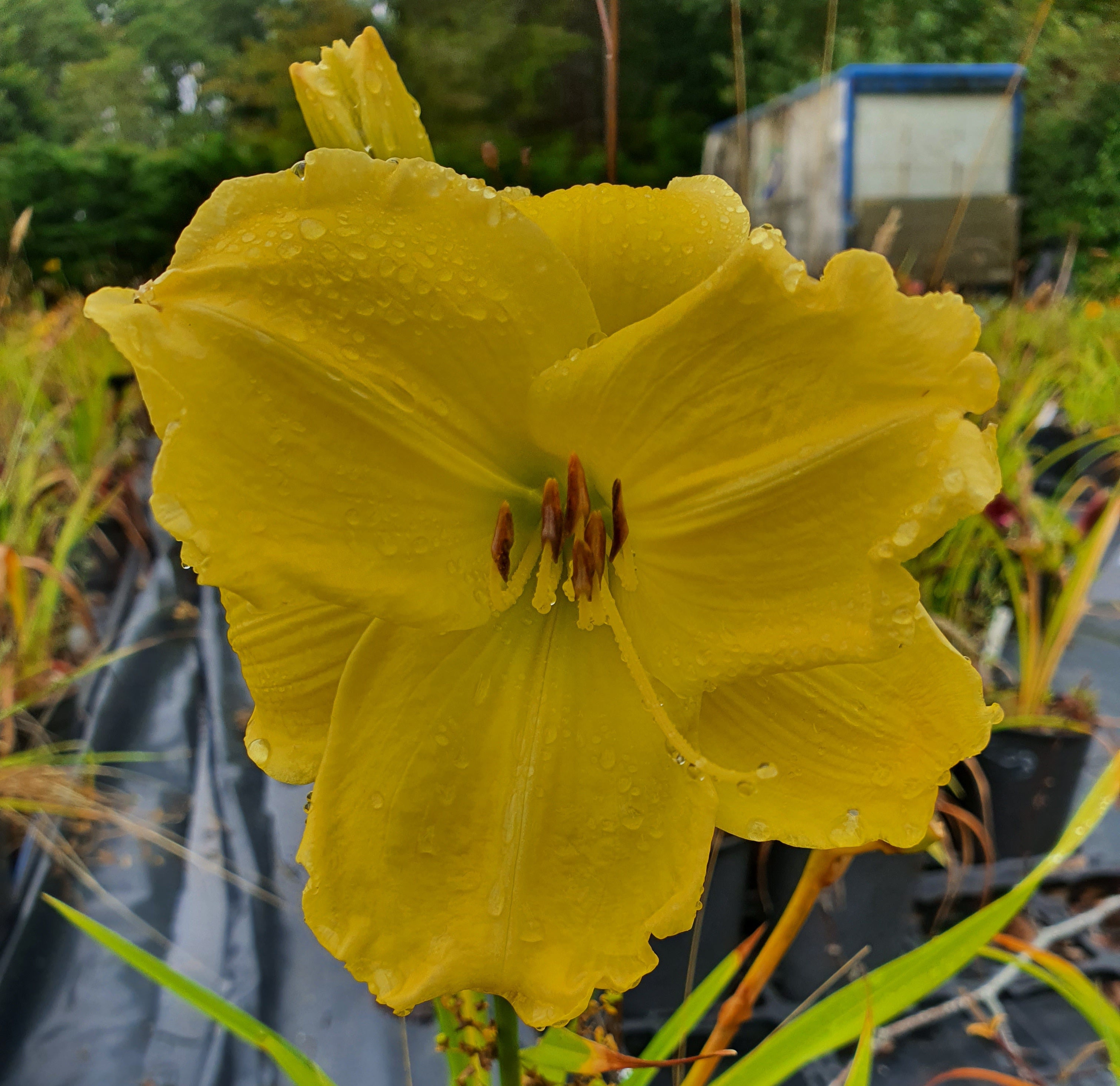 Hemerocallis 'Girl Scout'